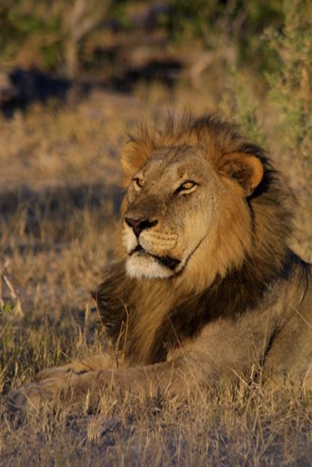 Lion on Safari